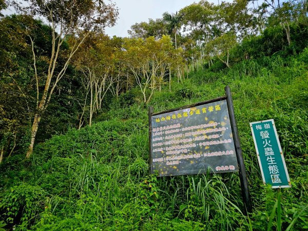 竹子尖山-小百岳#67-台南市楠西區/梅峰古道-(台南)臺灣百大必訪步道2630936