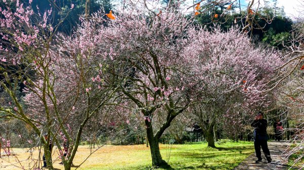 《踏莎行・武陵山櫻》2712453