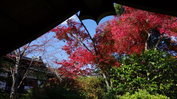 日本京都嵐山651984