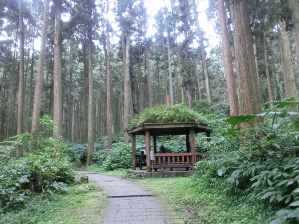 溪頭銀杏神木彩虹橋459493