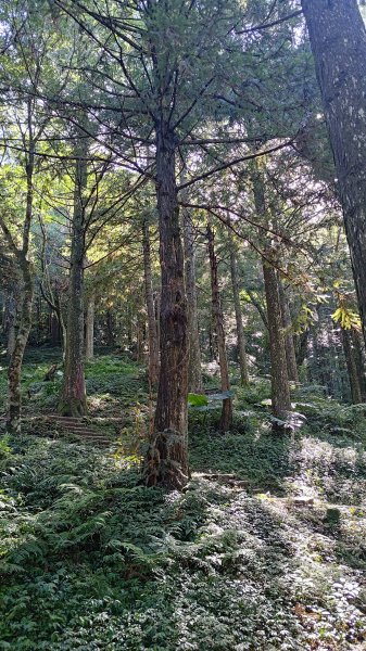 東眼山3107274