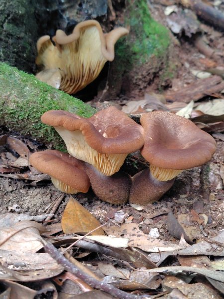 長壽山、肥崠山、醜崠山、大崠山、大崠山經建版2931945