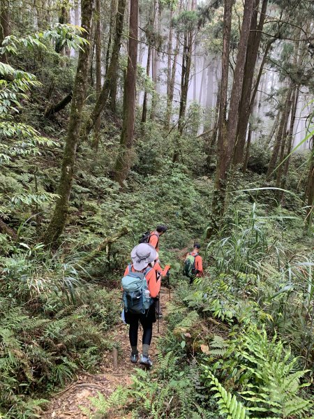 20260501南投嶺頭山-金柑樹山3052911