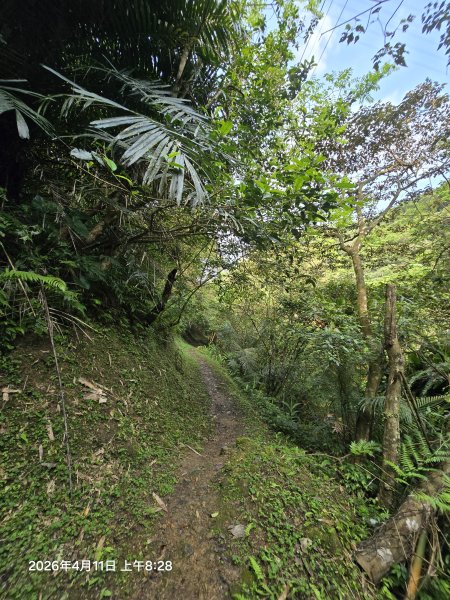 2026-04-11微笑山線：【二格山系】筆架連峰段3034545