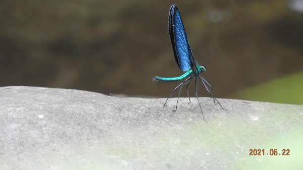 蝶戀花?! 花蝶戀?!1405261