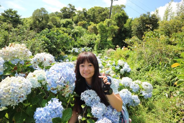 繡球花季觀音山613689