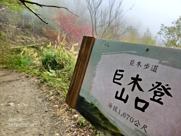 司馬庫斯巨木步道Yaya,櫻花園賞櫻2440656