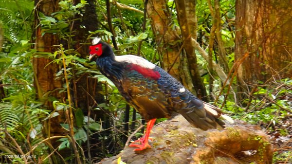 #新店四十份 #翡翠水庫壩頂 #夜景 #曙光 #雲海 #雲瀑 #藍腹鷴 8/62852933