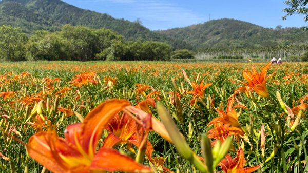 頭社活盆地2691013