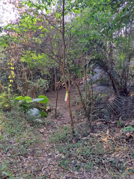 竹山八通關古道社寮段+陳東坑山+溪洲大山ｄ型走202302192037473