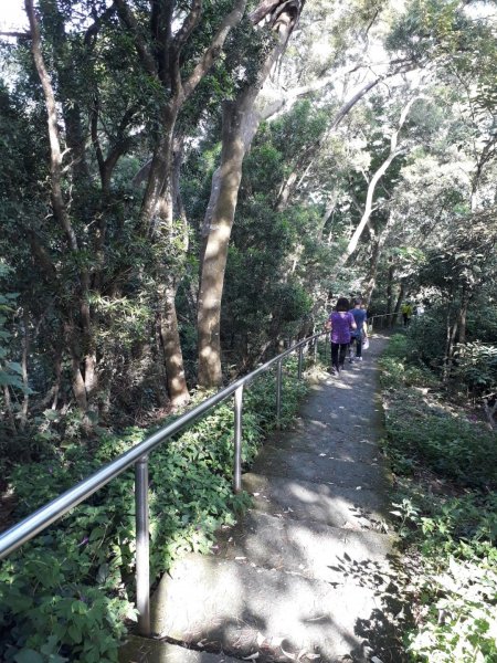 彰化員林臥龍坡環藤山步道20190714629500