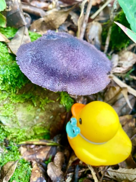 山野中的小精靈🧚‍♂️2289764