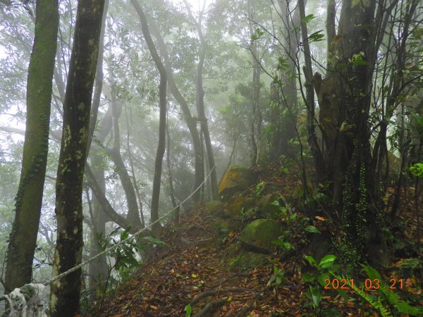 桃園 大溪 金面山、金山面山1315376