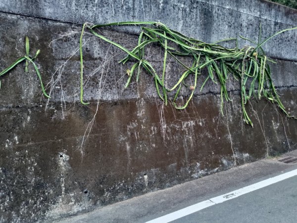 【新竹縣寶山鄉】寶山水庫環湖步道2833109