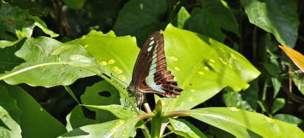 2025/08/30_華山山豬湖步道2876440