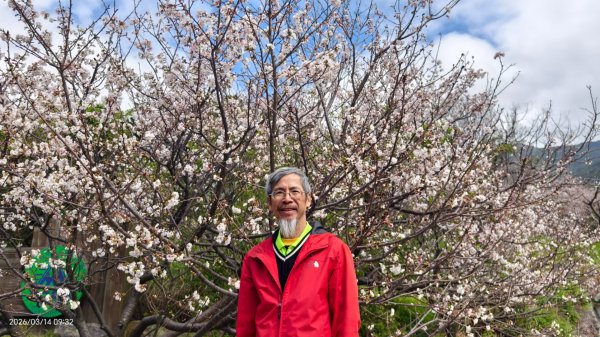 #中山樓 #陽明公園 #十八份 #吉野櫻 #墨染櫻 #青斑蝶 #青帶鳳蝶 #大紅蛺蝶 3/143014889