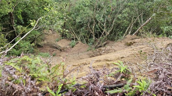 20251230九芎根山-芋圓尖-火炎山南主東峰-仁里坂山2977815