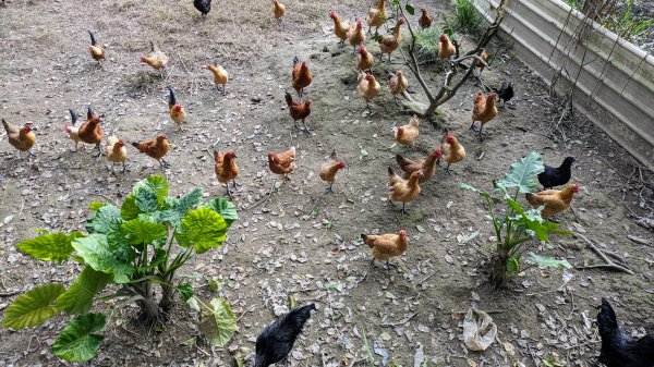 望龍埤,鎮頭山,蜊埤湖2391936