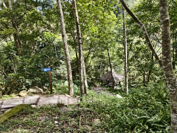 [百山百鳥尋旅-07/15] 2025_0831 八仙山國家森林遊樂區步道群2875970