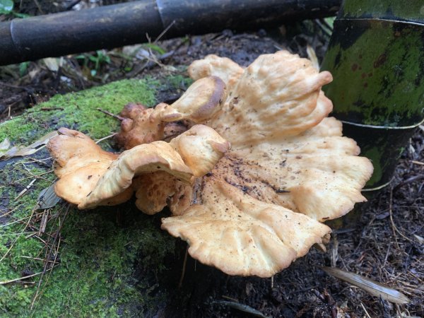 20251220嘉義凸龜山-芙蓉山-天福山2973794