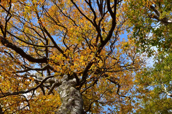 北得拉曼山毛櫸--尋找秋天的顏色723539
