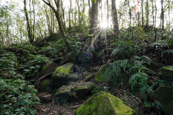 新北 烏來 美鹿山、高腰山、拔刀爾山、小巫山2703487