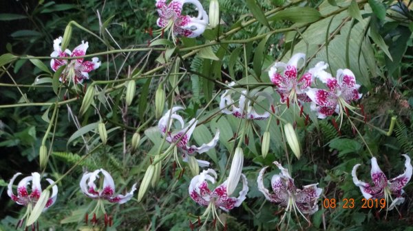 補考 - 艷紅鹿子百合656622