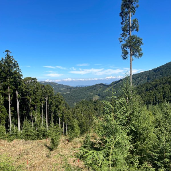 1141116油羅山2946415