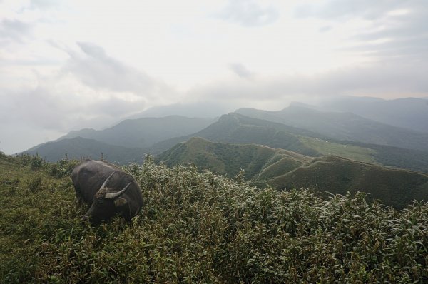 灣坑頭山 桃源谷步道 連走2034851