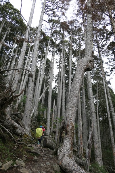 190518-雪山主東峰1650229