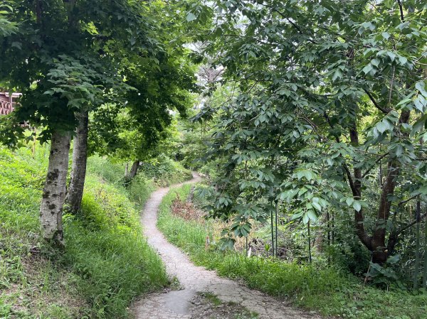 2025_0524 司馬庫斯神木群步道2797191