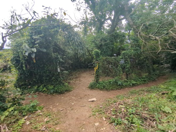 2026.01.25－微笑山線：【天上山系】烘爐地土地公段2994600