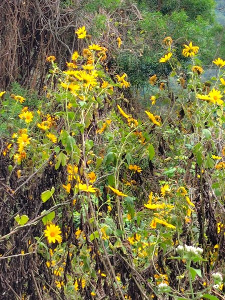 大棟山系南段 水利古道西口 上 竹高崙山 連走 鳥子嶺 坑仔內山 大崖山 下 龍目井農場2953117