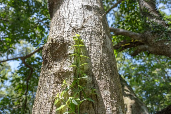 南澳/朝陽國家步道2751991