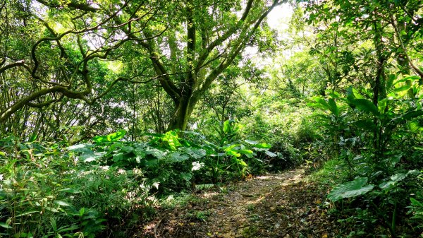 微笑山線百年大榕樹段2848403