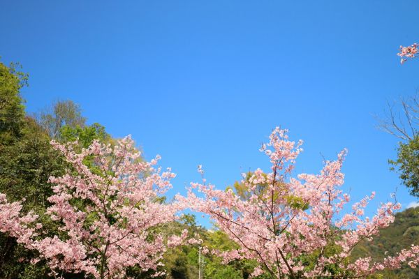 拉拉山的櫻花286571