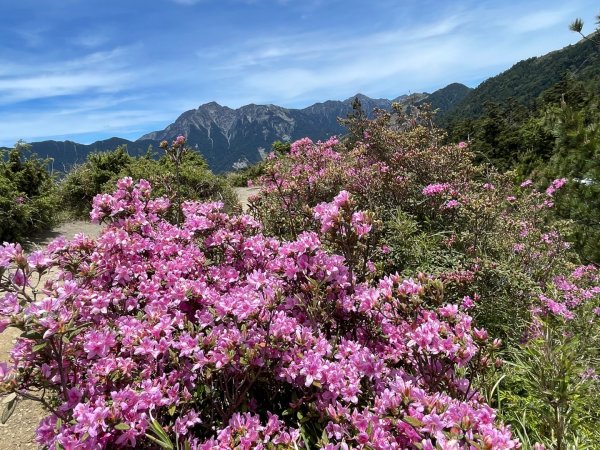 1150524合歡北峰杜鵑花3064377