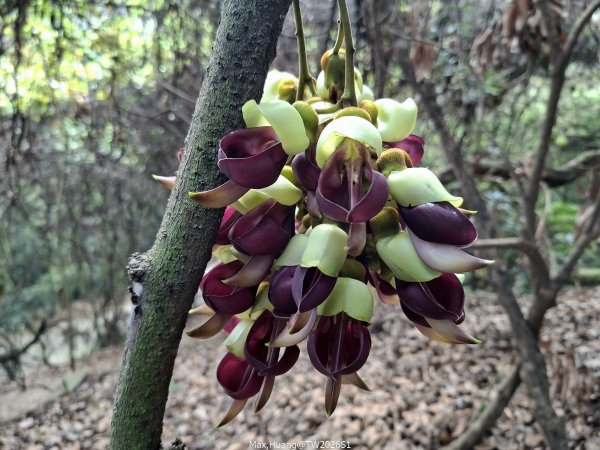 《南投》幸運之花｜草尾嶺步道賞血藤花20260329