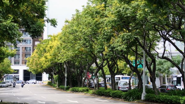 台灣欒樹,淡水紅樹林2605660