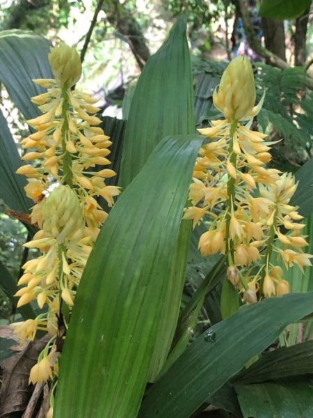 畝畝山、青林山、石古井、石硿子瀑布、石硿子古道O走1492828