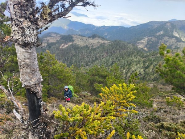 20240320 馬博8天縱走~第五天，馬里亞文路山，馬利加南山2471227