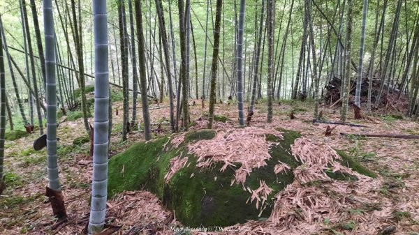 《南投》竹林茶園｜鳳凰谷步道環鳳凰山寺O繞202506222817529
