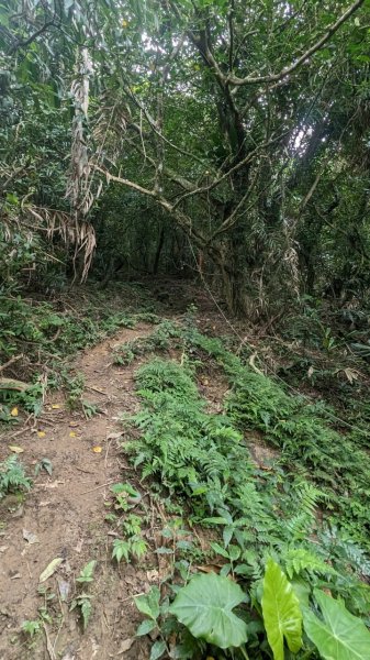 113.06.16白沙丘山-舊草嶺隧道-隆嶺古道之旅2530547