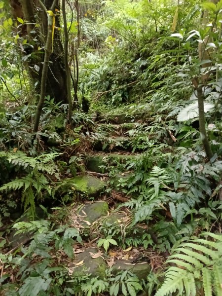 瑞芳區後凹古道+金字碑古道+三貂嶺山+三貂大崙O型2761682