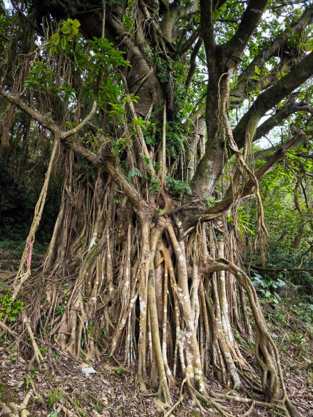 2025-01-19 大里天公廟~埡口2695394