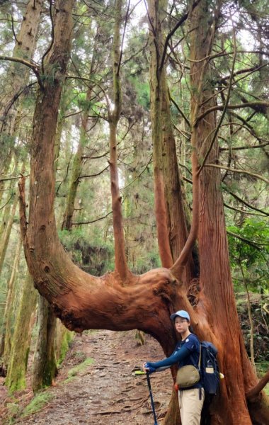 【中級山】五星級步道，谷關七雄馬崙山（八壯士進，斯可巴出）2744960