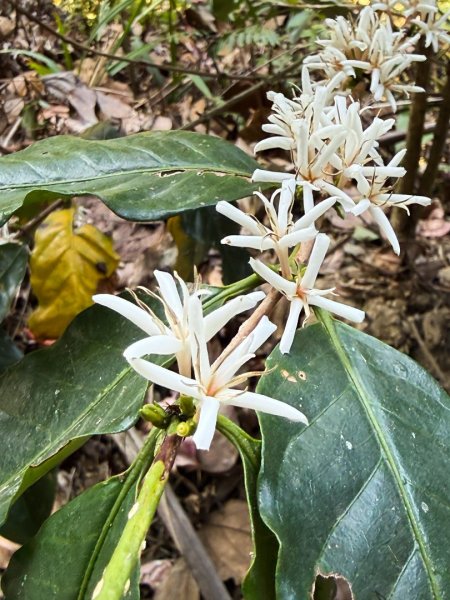 埔里能高瀑布-慶安步道-福興山1122峰（建議逆時針O繞）3004476