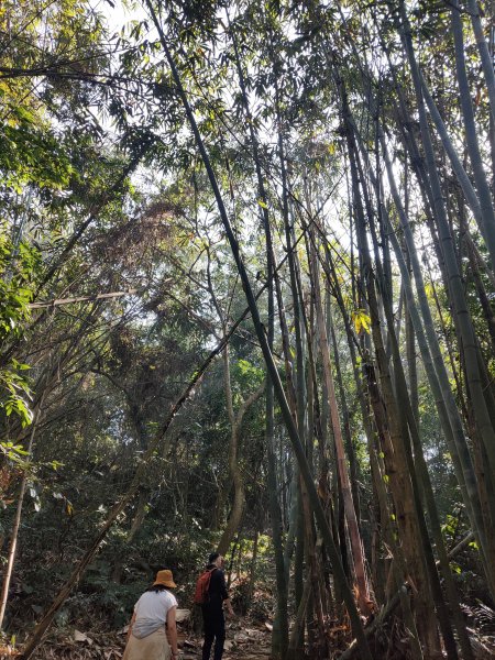 關子嶺枕頭山步道1253454