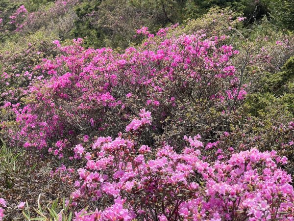 1150524合歡北峰杜鵑花3064391