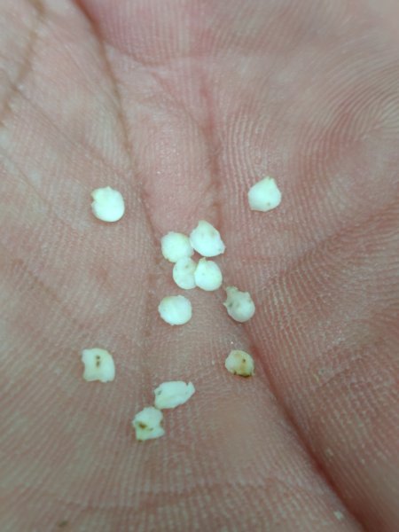 稍來小雪山國家步道、船型山、鞍馬山、鞍馬山東北峰、天池、雪山神木2799724